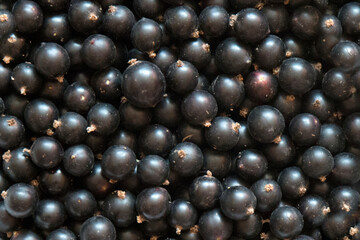 Black currant ripe berries close - up view