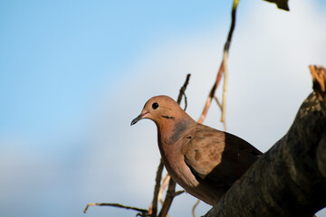 Beautiful brown zenaida dove sitting or perched with a blurred nature background of the branch of a...
