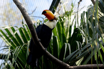 toucan in theme park