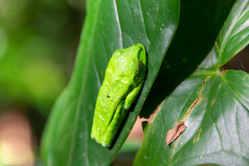 red-eyed treefrog in Costa Rica. Agalychnis callidryas