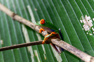 red-eyed treefrog in Costa Rica. Agalychnis callidryas