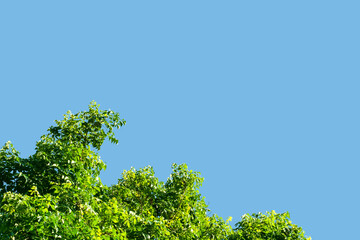 green tree branches against blue sky background
