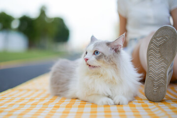Cute white Ragdoll cat sit with girl outside