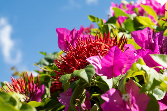 A bunch of red ixora coccinea or jungle geranium flowers surrounded by blurred nature with pink bougainvillea, green leaves and a blue sky with clouds.