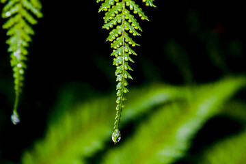 water drops on a blade of grass