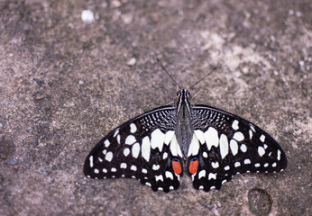 
Beautiful butterflies on the ground