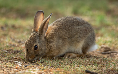 Young Cotton tailed rabbit eating
 