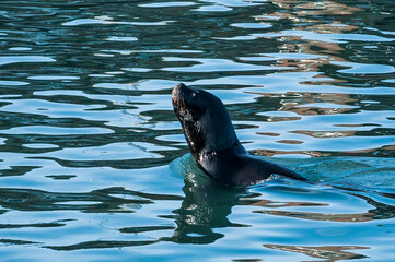 Sea Lion, Otaria Flavescens,  in the water