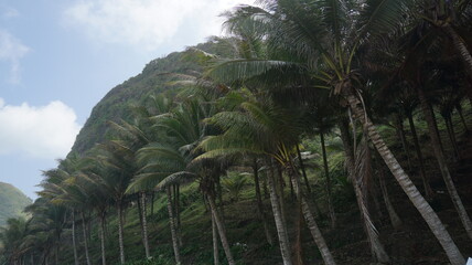 Naklejka premium Coconut trees plantations are very shady and beautiful and grow on high hills. Suitable for people looking for photos of trees and hills.
