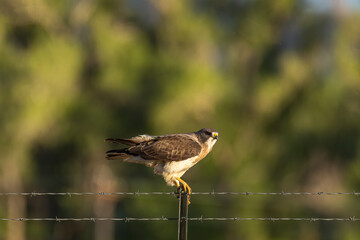 Adult Swainson's hawk perched on fence