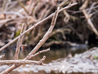 dead tree branches