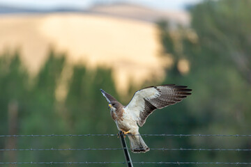 Swainson's hawk landing on fence 