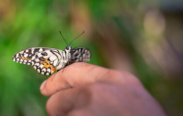 A beautiful butterfly on someone's hand