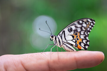 A beautiful butterfly on someone's hand