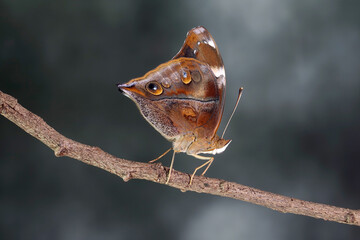 Autumn Leaf Butterfly (Doleschallia bisaltide)