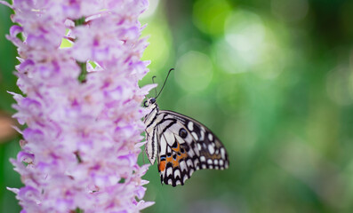 Beautiful butterflies on flowers in nature