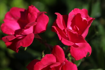 red rose flower