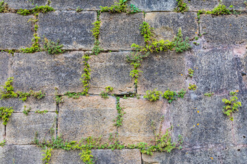 Plants growing in a stone wall at Hautefort.
