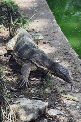 Lagarto en un parque 