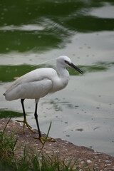 Garza de color blanco en una laguna