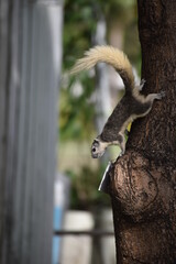 Ardilla en un árbol con fondo desenfocado