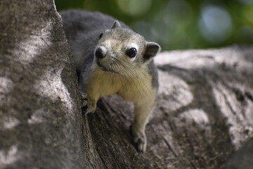 Ardilla en un árbol con fondo desenfocado