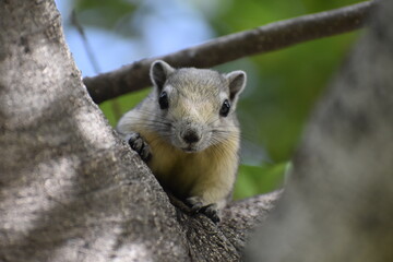 Ardilla en un árbol con fondo desenfocado