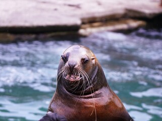 人気のトドショー © kat334