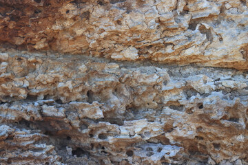Old tree bark pitted by bark beetle