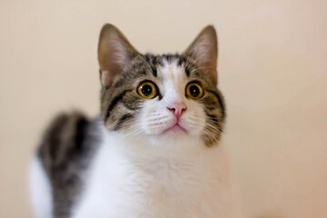 portrait of a cat. The cat looks in surprise