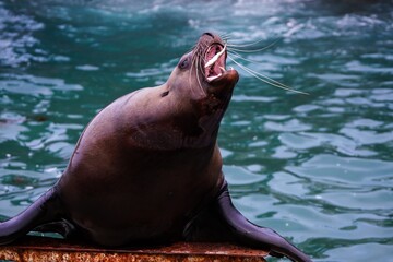 人気のトドショー © kat334