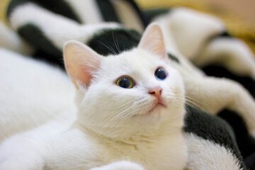 cat on the bed