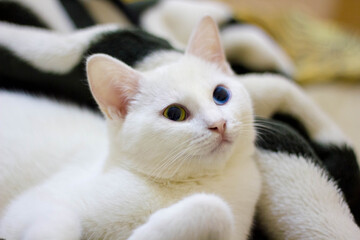 white cat on a bed