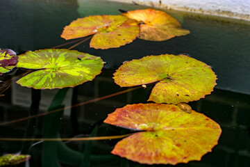 water lily in the pond