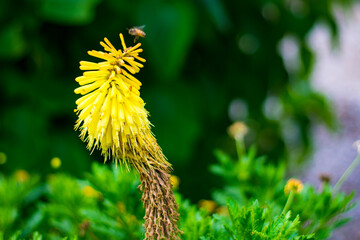 yellow flower in the grass