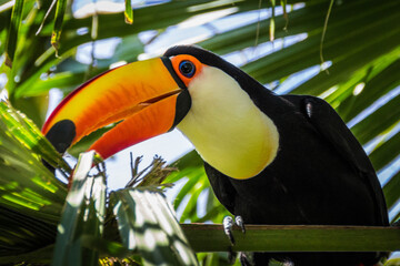 toucan on a branch