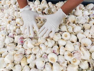 black hands of a man on a gloved garlic bench, protection against the coronavirus.
