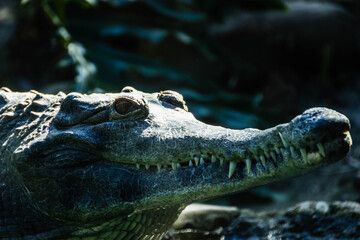 alligator in the zoo