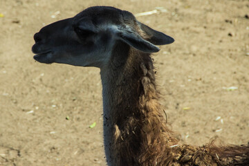 close up of a llama © Daniel