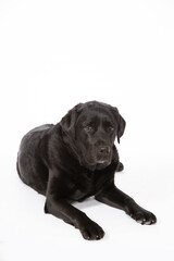 black labrador retriever laying on white background looking at the camera with sad loving eyes