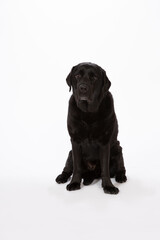 black labrador retriever dog sitting on white background with very sad eyes