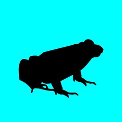 Frog vector illustration