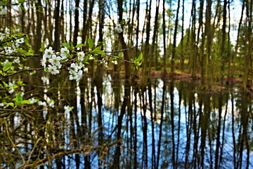 Obraz premium Czech Republic-view of twig with cherry blossoms in wetland near Pametnik