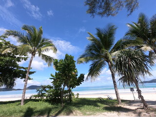 Fototapeta na wymiar palm trees on the beach
