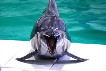 おたる水族館のイルカショー