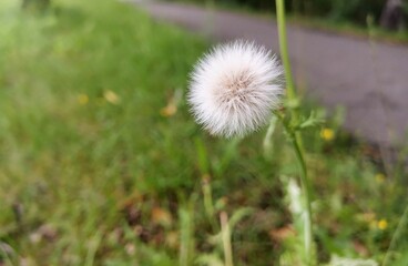 dandelion in the grass