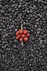 Coffee beans and fresh berries beans for background                        