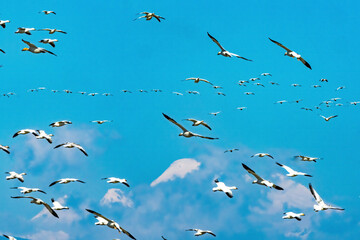 Snow Geese Flying Mount Baker Skagit Valley Washington