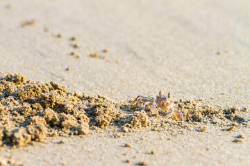Close up ghost crab on sand beach