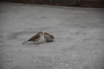 two little birds on the ground,A bird feeding rice to its child